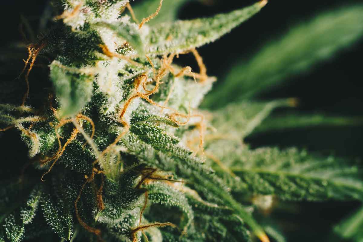 Demystifying THC-JD: A Comprehensive Guide to This New Cannabinoid