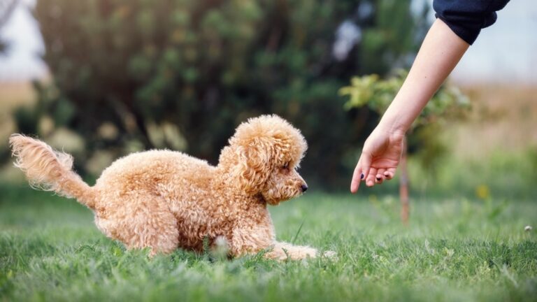 poodle training tips