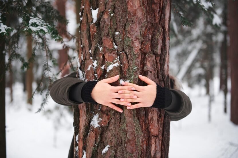 Protecting Trees from Harsh Weather